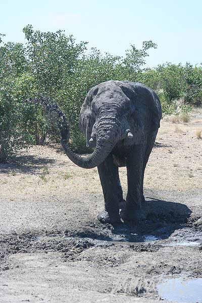 Mud Maps Africa Namibia 0588